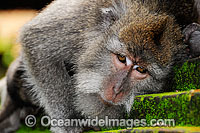 Bali Monkey Macaca fascicuiaris Photo - Gary Bell