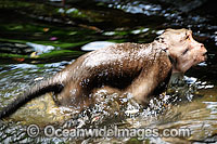 Long-tailed Macaque bathing Photo - Gary Bell