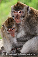 Long-tailed Macaque Macaca fascicuiaris Photo - Gary Bell