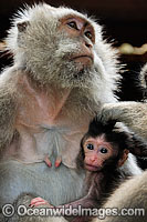 Long-tailed Macaque mother and baby Photo - Gary Bell