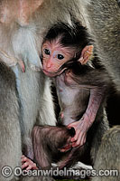 Bali Monkey mother and baby Photo - Gary Bell