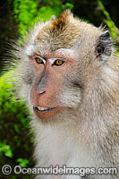 Long-tailed Macaque female Photo - Gary Bell