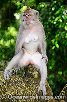 Bali Monkey female Photo - Gary Bell