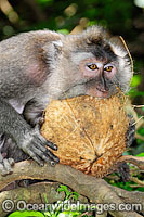 Long-tailed Macaque feeding on coconut Photo - Gary Bell