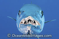 Great Barracuda showing teeth Photo - Gary Bell