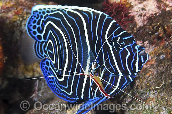 Emperor Angelfish cleaned by shrimp photo