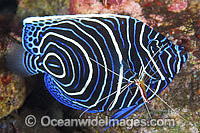 Emperor Angelfish cleaned by shrimp Photo - Gary Bell
