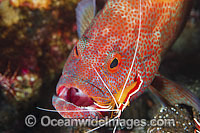 Shrimp cleaning inside mouth of Grouper Photo - Gary Bell