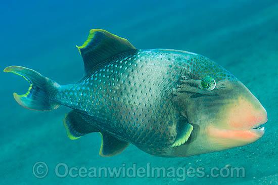 Yellow-margin Triggerfish photo