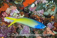 Blue-head Tilefish Hoplolatilus starki Photo - Gary Bell