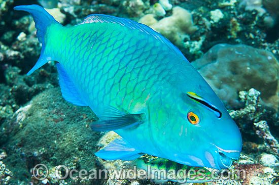 Ember Parrotfish Scarus rubroviolaceus photo
