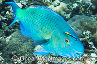 Ember Parrotfish Scarus rubroviolaceus Photo - Gary Bell