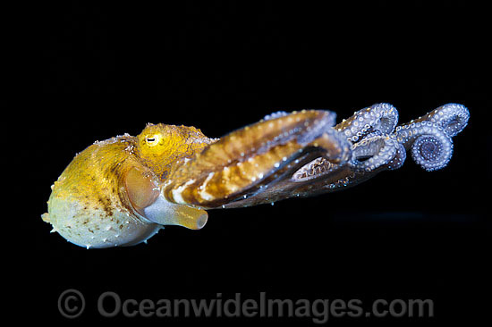 Octopus using funnel to propel through water photo