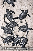 Turtle hatchlings going to sea Photo - Gary Bell