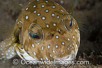 Stars and Stripes Pufferfish Arothron hispidus Photo - Gary Bell