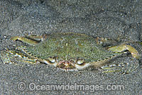 Swimmer Crab in sand Photo - Gary Bell