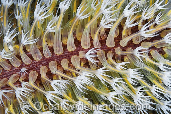 Sea Pen polyps photo