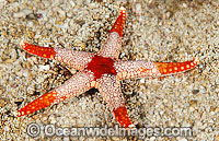 Orange Marble Sea Star Fromia monilis Photo - Gary Bell