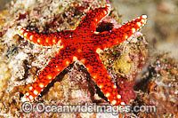 Sea Star Fromia sp. Photo - Gary Bell