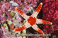 Orange Marble Sea Star Photo - Gary Bell