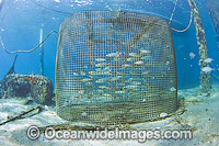 Cage holding live bait for sportfishing Photo - Michael Patrick O'Neill