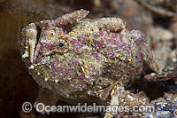 Smooth Anglerfish Histiophryne bougainvilli Photo - Michael Patrick O'Neill