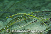 Brushtail Pipefish Leptoichthys fistularius Photo - Michael Patrick O'Neill