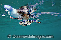 Portuguese Man of War Jellyfish with Man of War fish Photo - Michael Patrick O'Neill