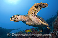 Hawksbill Turtle swimming Photo - Michael Patrick O'Neill