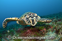 Hawksbill Turtle Photo - Michael Patrick O'Neill