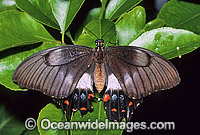 Orchard Swallowtail Butterfly Papilio aegeus Photo - Gary Bell