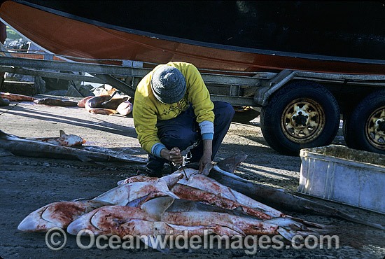 Fisherman with dead Sharks photo