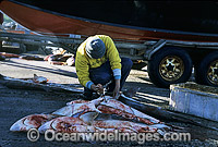 Fisherman with dead Sharks Photo - Gary Bell