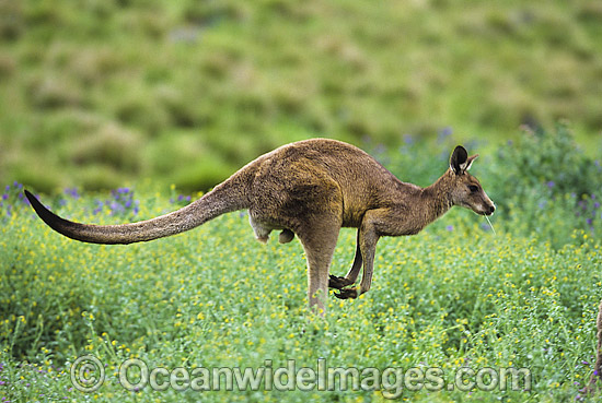 Eastern Grey Kangaroo hopping through flowers photo