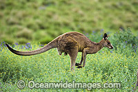 Eastern Grey Kangaroo hopping through flowers Photo - Gary Bell