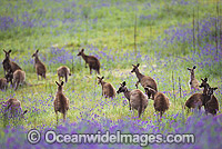 Eastern Grey Kangaroo mob feeding Photo - Gary Bell