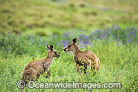 Eastern Grey Kangaroos amongst wild flowers Photo - Gary Bell