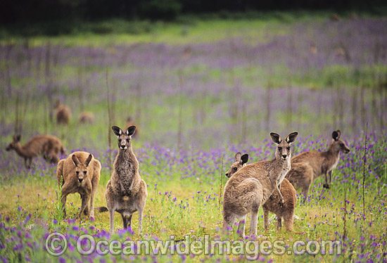 Eastern Grey Kangaroo mob feeding photo
