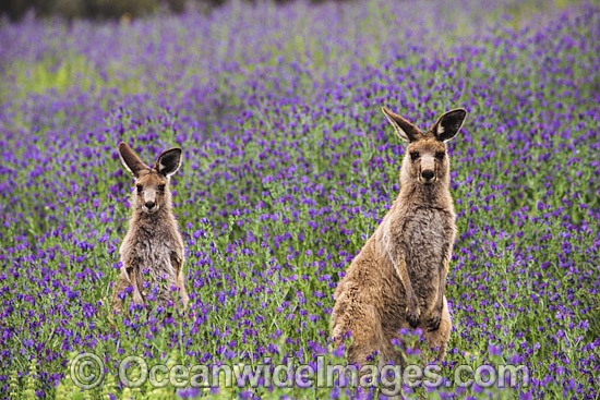 Eastern Grey Kangaroo pair amongst wildflowers photo