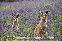 Eastern Grey Kangaroo pair amongst wildflowers Photo - Gary Bell