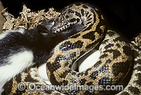Stimson's Python feeding on rat whilst on eggs Photo - Gary Bell