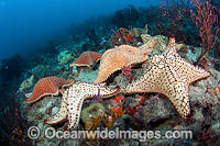Cushion Sea Stars Photo - Michael Patrick O'Neill