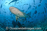 Bull Shark and Scuba Diver Fiji Photo - Michael Patrick O'Neill