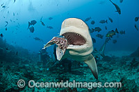 Scuba Diver feeding Bull Shark Photo - Michael Patrick O'Neill