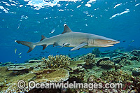 Whitetip Reef Shark Photo - Michael Patrick O'Neill