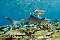 Whitetip Reef Sharks Photo - Michael Patrick O'Neill