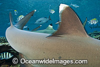 Whitetip Reef Shark fin Photo - Michael Patrick O'Neill