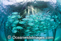 Trevally Great Barrier Reef Photo - Gary Bell