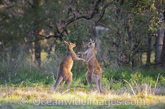 Kangaroo males boxing photo