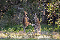 Kangaroo males boxing Photo - Gary Bell